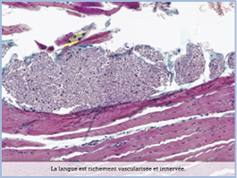 ATLAS DE LAMES VIRTUELLES D HISTOLOGIE