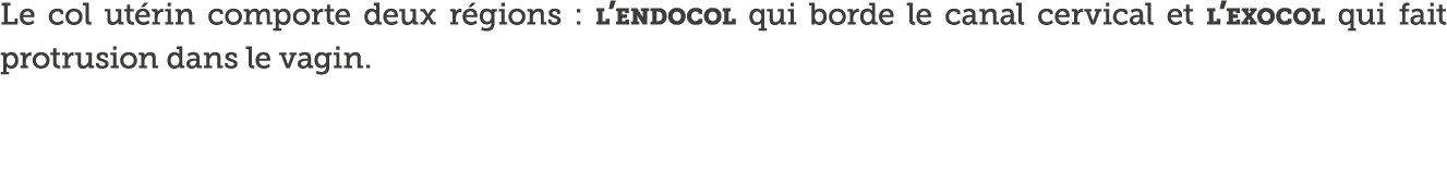 Le col ut rin comporte deux r gions : l endocol qui borde le canal cervical et l exocol qui fait protrusion dans le v   