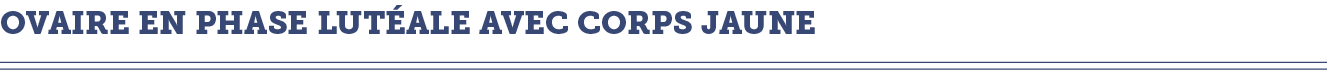 Ovaire en phase lut ale avec corps jaune