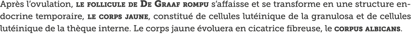 Apr s l ovulation, le follicule de De Graaf rompu s affaisse et se transforme en une structure endocrine temporaire,    