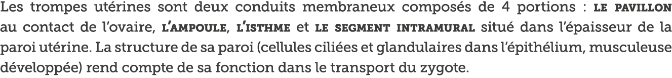 Les trompes ut rines sont deux conduits membraneux compos s de 4 portions : le pavillon au contact de l ovaire, l amp   