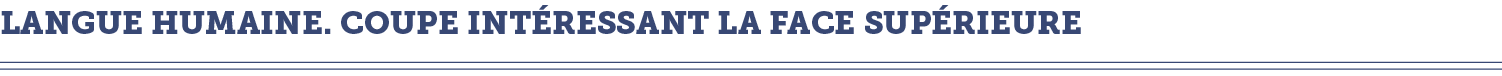 langue humaine  coupe int ressant la face sup rieure