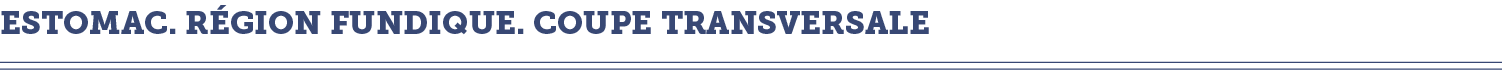 estomac  r gion fundique  coupe transversale