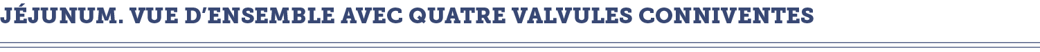 j junum  vue d ensemble avec quatre valvules conniventes