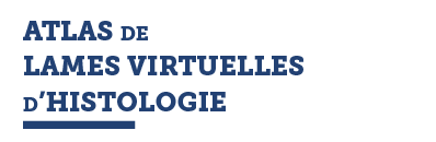 ATLAS DE LAMES VIRTUELLES D HISTOLOGIE