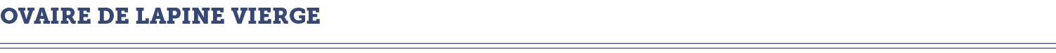 ovaire de lapine vierge