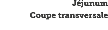 J junum Coupe transversale