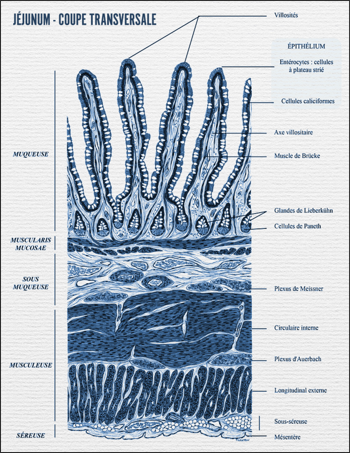 JEJUNUM COUPE TRANSVERSALE