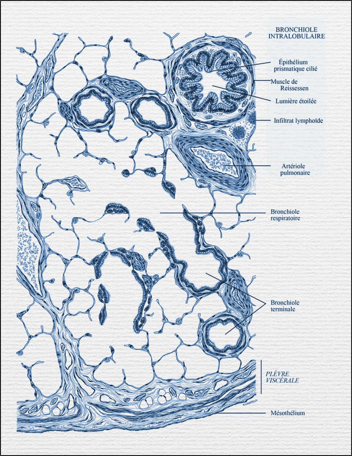 Bronchiole intralobulaire