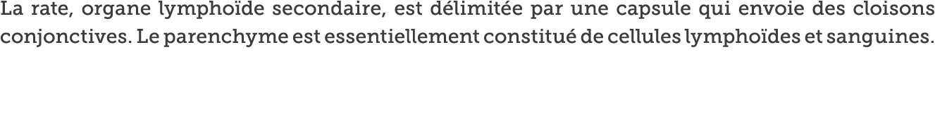 La rate, organe lympho de secondaire, est d limit e par une capsule qui envoie des cloisons conjonctives  Le parenchy   