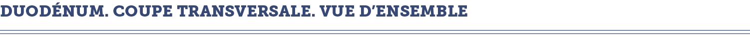 duod num  coupe transversale  vue d ensemble