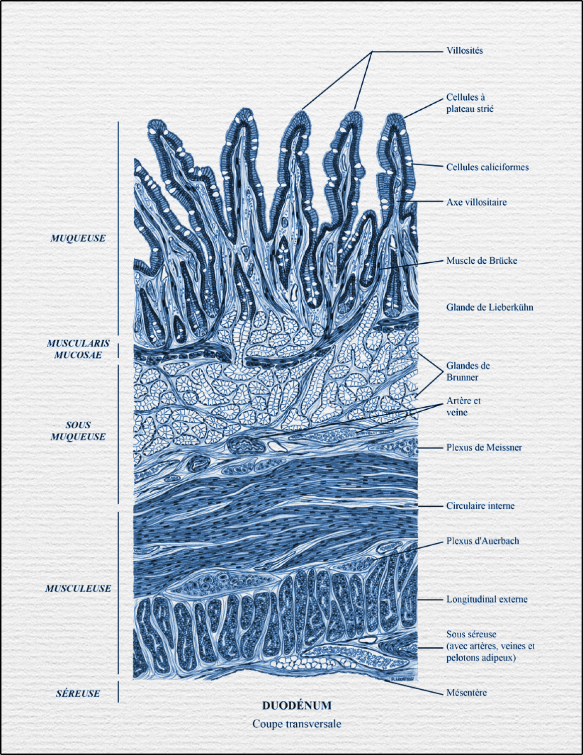 DUODENUM COUPE TRANSVERSALE