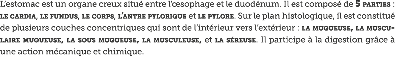 L estomac est un organe creux situ  entre l  sophage et le duod num  Il est compos  de 5 parties : le cardia, le fund   