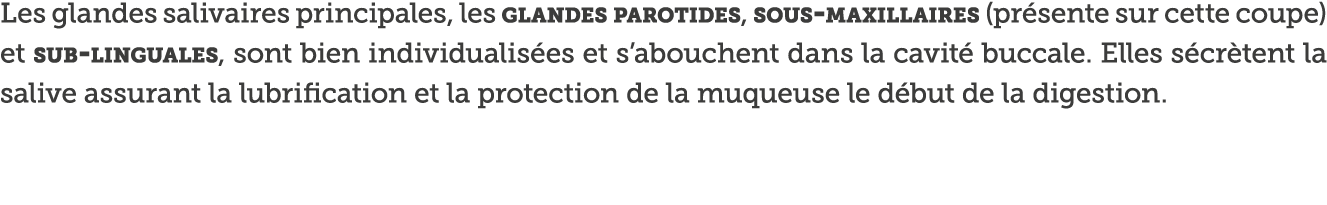 Les glandes salivaires principales, les glandes parotides, sous-maxillaires (pr sente sur cette coupe) et sub-lingual   