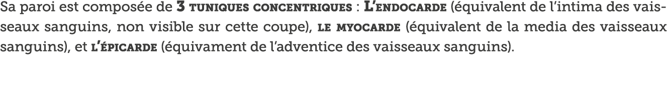 Sa paroi est compos e de 3 tuniques concentriques : L endocarde ( quivalent de l intima des vaisseaux sanguins, non v   