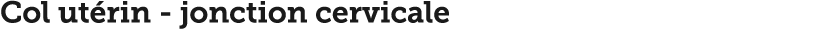 Col ut rin - jonction cervicale