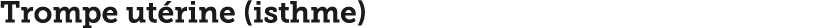 Trompe ut rine (isthme)
