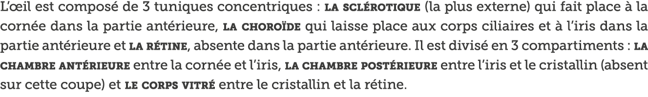 L  il est compos  de 3 tuniques concentriques : la scl rotique (la plus externe) qui fait place   la corn e dans la p   