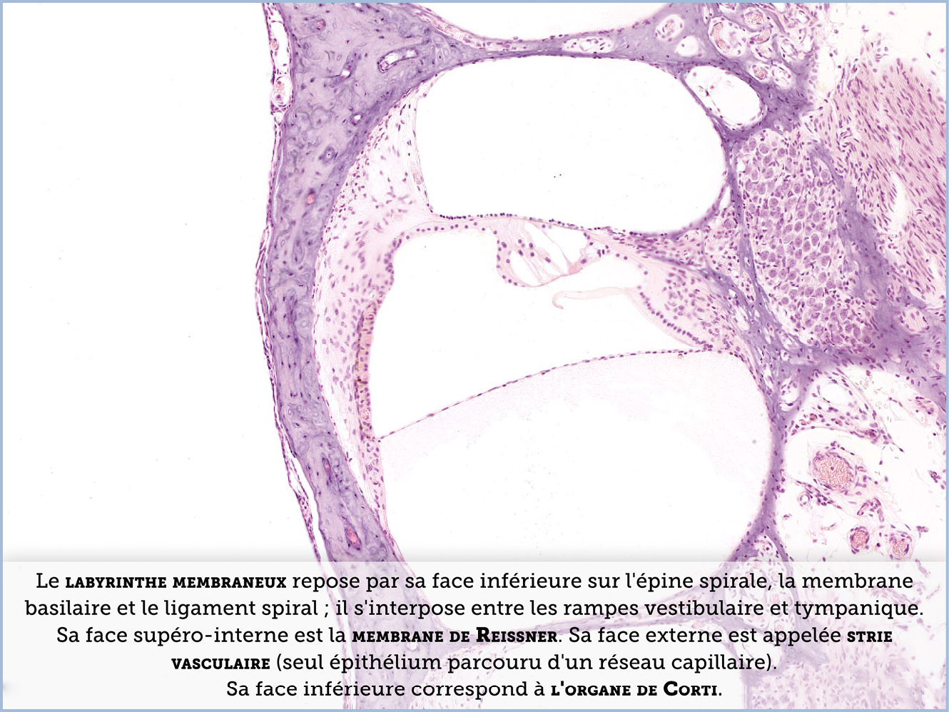 FICHE 2 TUMEUR WARTHIN ECRAN B